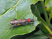 blood-necked longhorn beetle