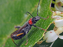 blood-necked longhorn beetle