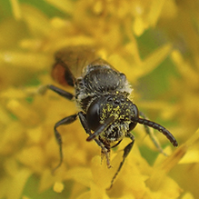 blood bee (Sphecodes sp.)