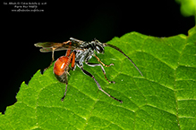 blotchwing spider wasp