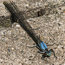 blue-fronted dancer