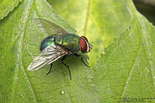 blue-green bottle fly