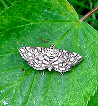 bog lygropia