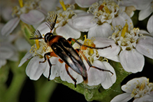 bordered wedge-shaped beetle