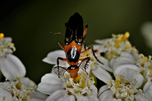 bordered wedge-shaped beetle