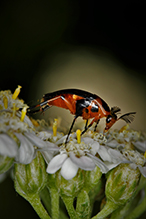bordered wedge-shaped beetle