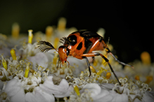 bordered wedge-shaped beetle