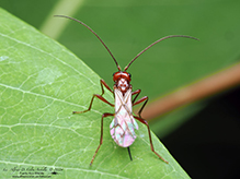 braconid wasp (family Braconidae)
