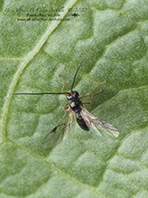 braconid wasp (Opius sp.)