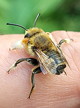 broad-handed leafcutting bee