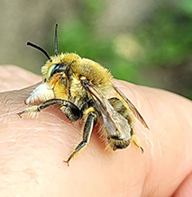 broad-handed leafcutting bee