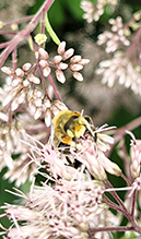 broad-handed leafcutting bee