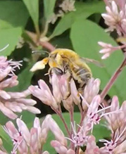 broad-handed leafcutting bee