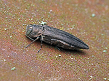 bronze birch borer