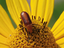 brown blister beetle