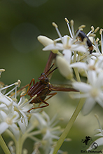 brown wasp mantidfly