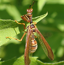 brown wasp mantidfly