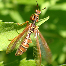 brown wasp mantidfly