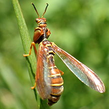 brown wasp mantidfly