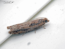 butterfly or moth (order Lepidoptera)