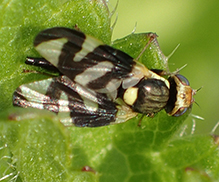 Canada thistle stem gall fly