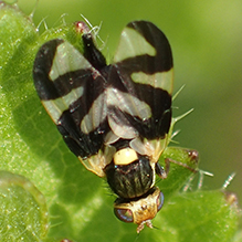 Canada thistle stem gall fly
