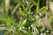 Canada thistle stem gall fly