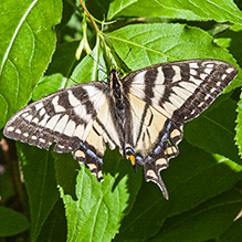 Canadian tiger swallowtail