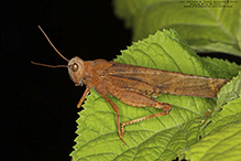 Carolina grasshopper