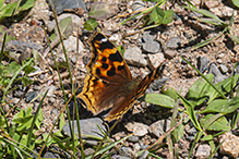 Compton tortoiseshell