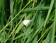 cabbage white