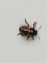calligrapher beetle (Calligrapha scalaris group)