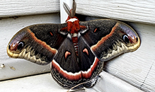 cecropia moth
