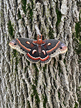 cecropia moth