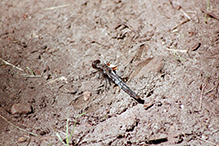 chalk-fronted corporal
