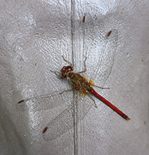cherry-faced meadowhawk