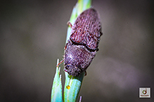 chestnut-footed click beetle
