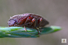 chestnut-footed click beetle