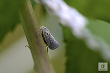 citrus flatid planthopper