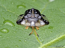 clavate tortoise beetle