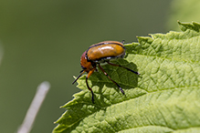 clay-colored leaf beetle