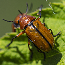 clay-colored leaf beetle