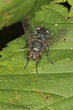 cluster fly (Pollenia sp.)