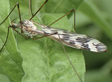 common crane fly (Tipula subg. Pterelachisus)