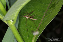 European crane fly