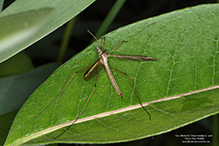 European crane fly