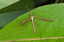 European crane fly