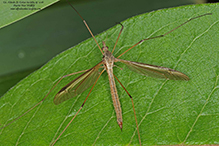 European crane fly