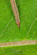 European crane fly
