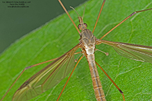 European crane fly